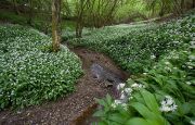 WILD GARLIC