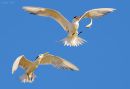 'Aerial Combat' - Swift Terns 