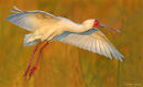 African Spoonbill