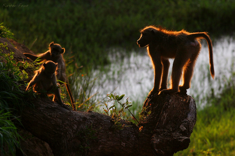 Chacma Baboon