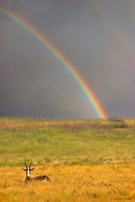 'Back to the Beauty' Bontebok and rainbow