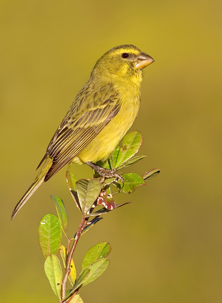 Bully Canary