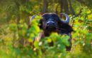 Cape Buffalo