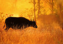 Backlit Buffalo 