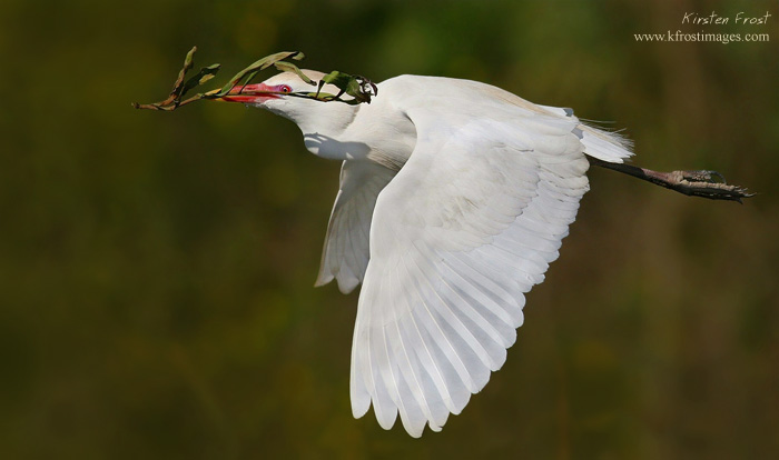 Cattle Egret 