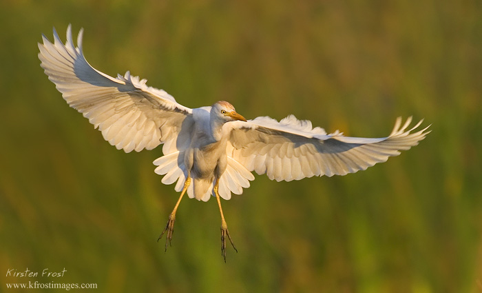 Cattle Egret