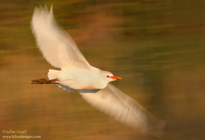 Cattle Egret