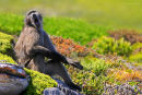 Baboon Yawning