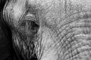 African Elephant
