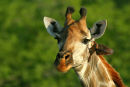 'Pesky Pecker' - Giraffe and Oxpecker bird