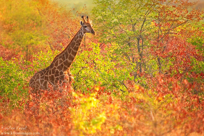 'Autumn Hues' - Giraffe in mopane forest 