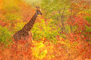 'Autumn Hues' - Giraffe
