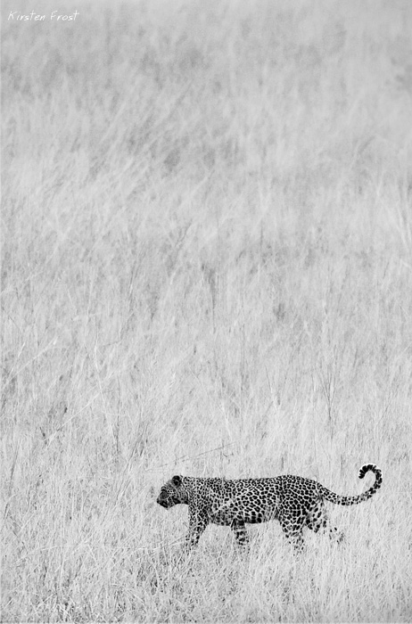 'Naked Grassland' - leopard in open land
