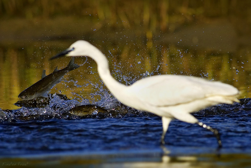  Egret on the Hunt