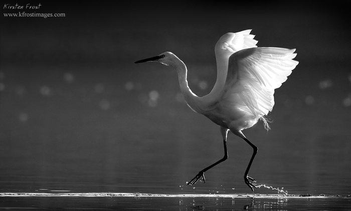 Water Dancer