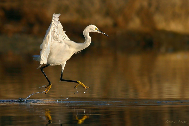 'Dancing on Water' - Little Egret