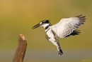 Pied Kingfisher 