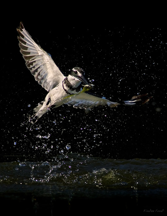 Pied Kingfisher 