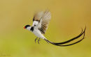 Pintailed Whydah