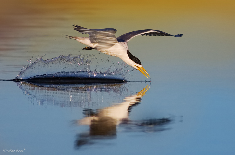 'Skimming' - Swift Tern