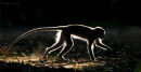 'Dawn Patrol' - Vervet Monkey