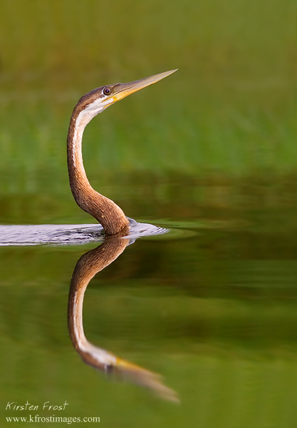 African Darter