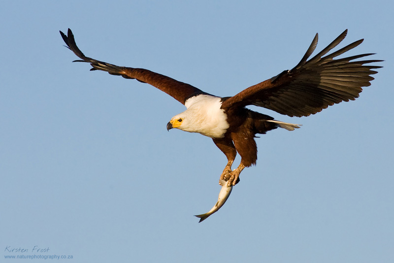  Focused on Fish Eagle's