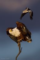African Fish Eagle & Plover