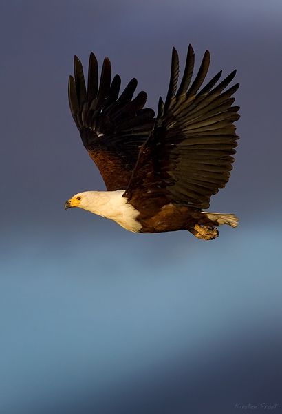African Fish Eagle