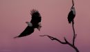 African Fish Eagle's