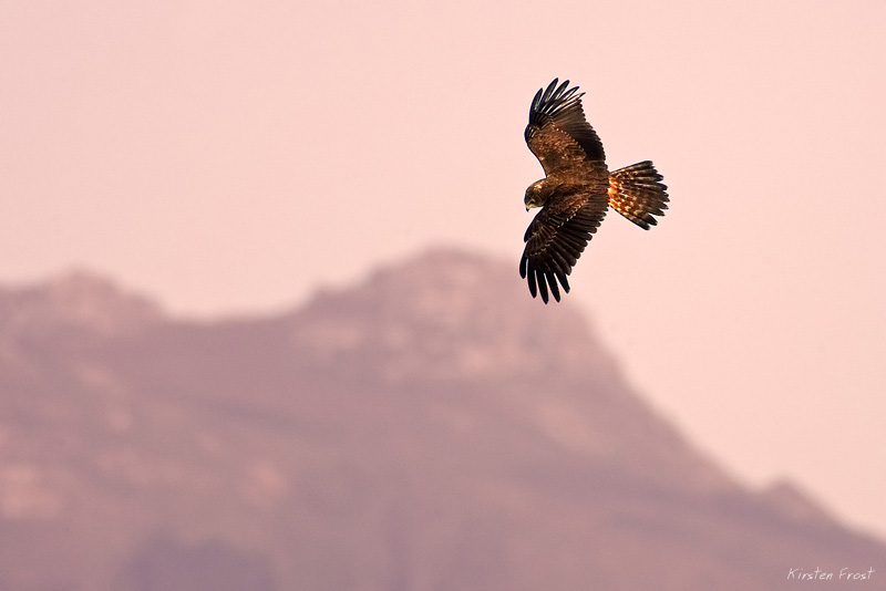 'Surfing the Lines' - African Marsh Harrier