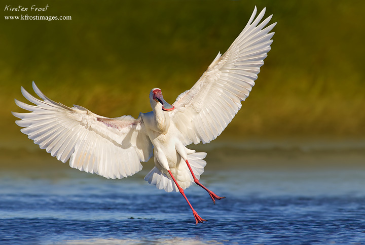 African Spoonbill 