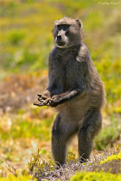 'Opportunist' - Chacma Baboon