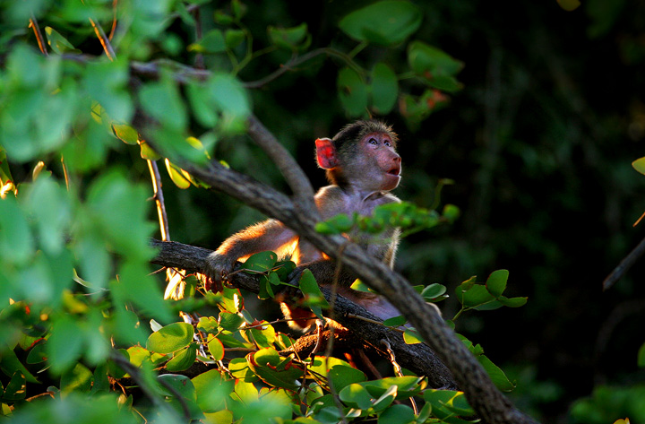 Chacma Baboon