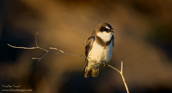 Banded Martin