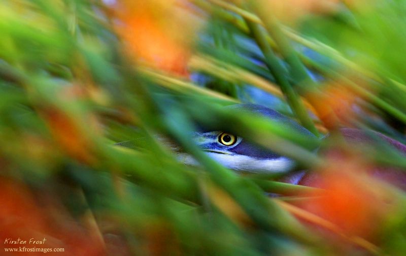'In the Reeds' - Blackheaded Heron