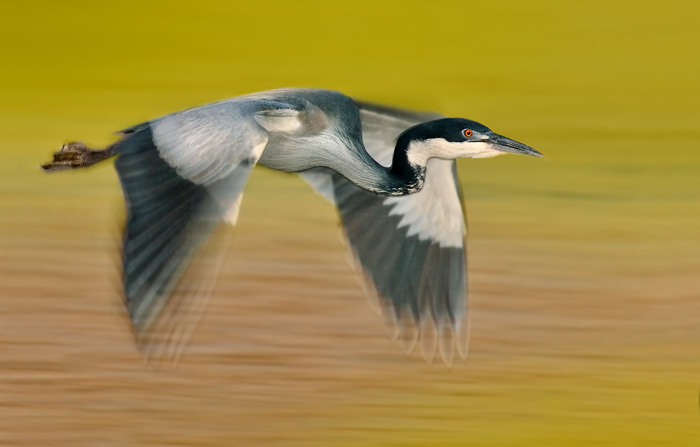 Blackheaded Heron