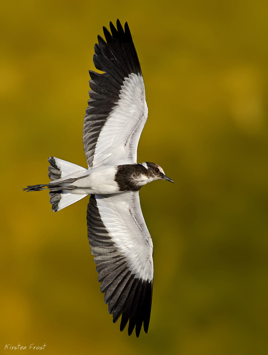 Blacksmith Lapwing