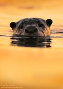 Cape Clawless Otter