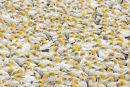 'Familiar Faces' - Cape Gannets