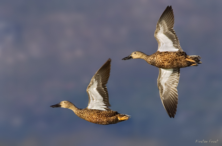 Cape Shoveler's