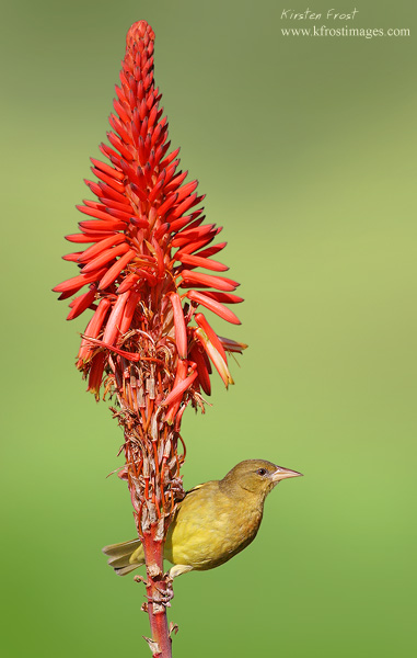 Cape Weaver