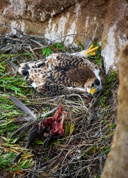 Verreaux's Eagle