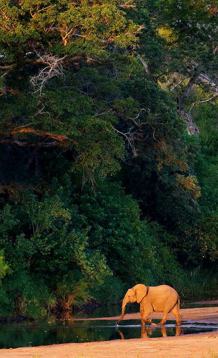'Nature's Giants' - African Elephant and giant trees