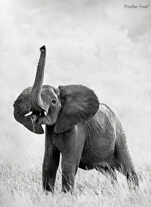 Young Elephant