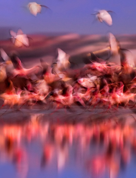 'Motion Capture' - Flamingos and Ibis