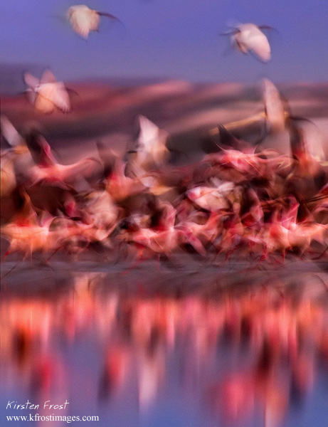 'Motion Capture' - Flamingos and Ibis