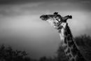 'Morning Embrace' - Giraffe