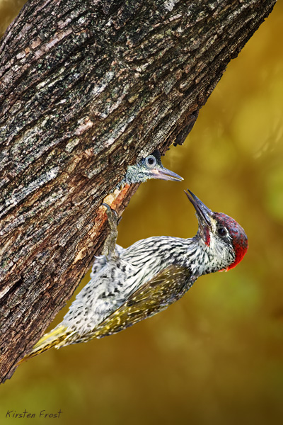 Goldentailed Woodpecker