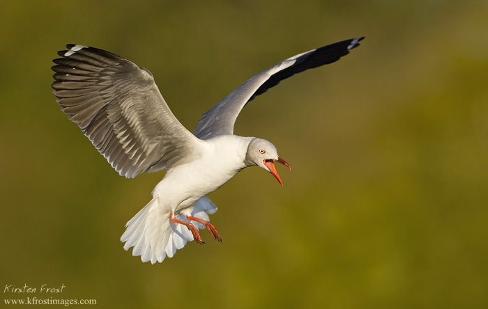 Grey-headed Gull